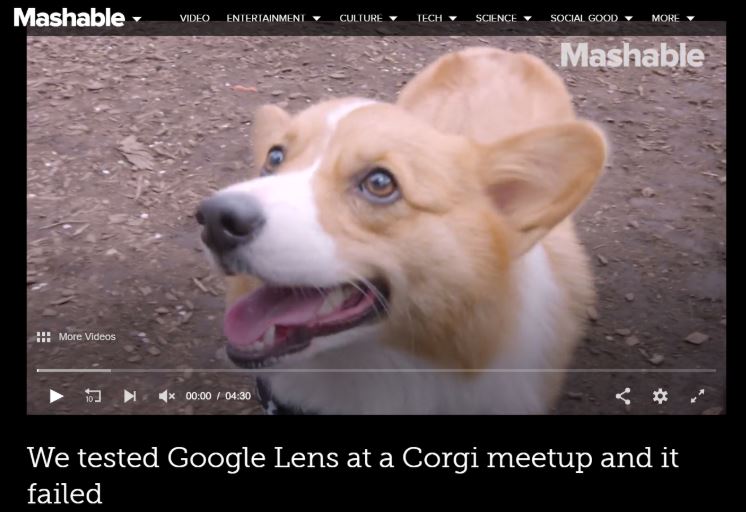 mashable google lens corgi study