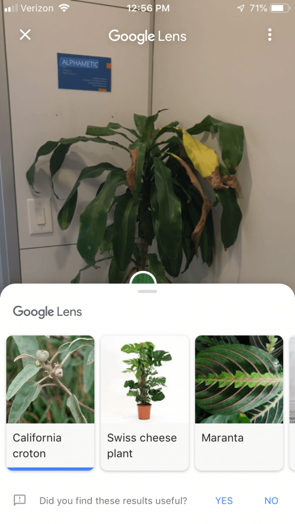 plant google lens